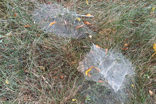 Spiders thriving in yards as drought keeps mowers shut down
