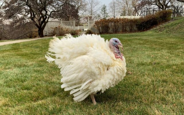 Pardoned turkeys raised by Iowa teenager