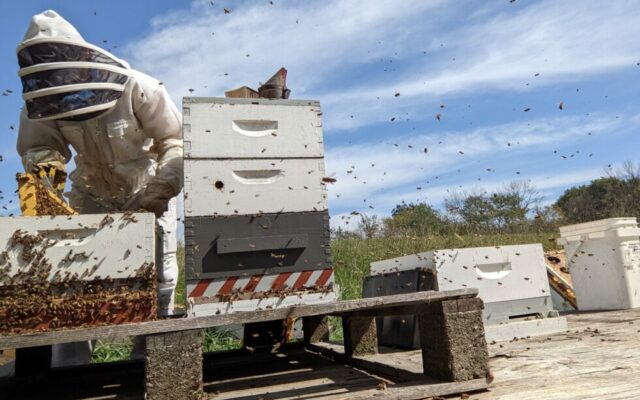 Free course in beekeeping offered for Iowa teens