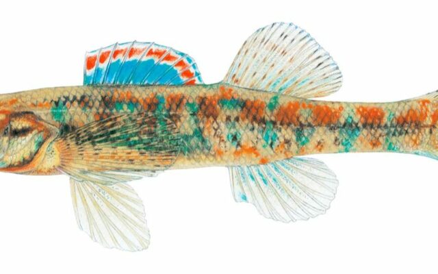 Iowa Darter’s nomination as official state fish advances