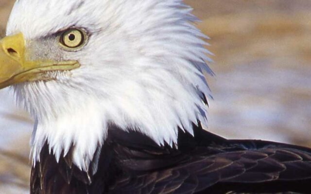 Iowa uses public’s birds-eye view to monitor bald eagles, amphibians