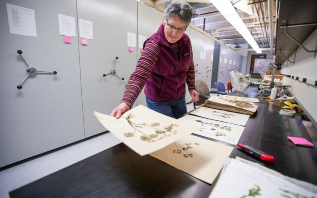ISU ‘herbarium’ is home to 710,000 plant specimens, including every native Iowa plant